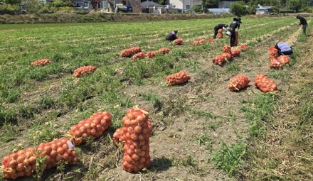 익산 농산물, 고구마 이어 양파 전국 식탁 오른다
