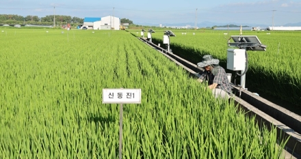 전북농업기술원, 벼 키다리병 발생 시 완전미율 ‘뚝’, ‘신동진1’ 주목